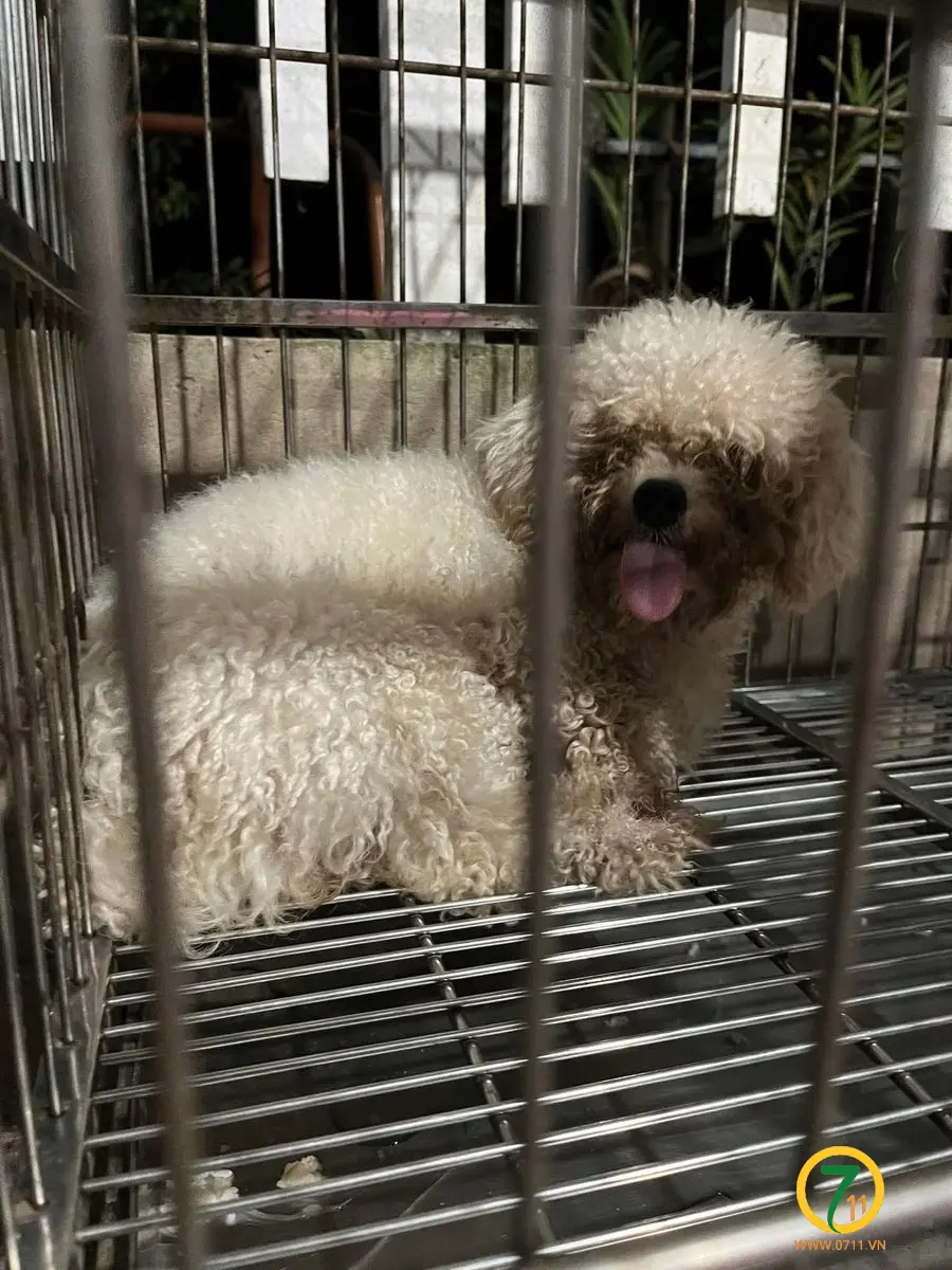 🆘 TÌM CHUỘC bạn cún đi lạc ở An Giang