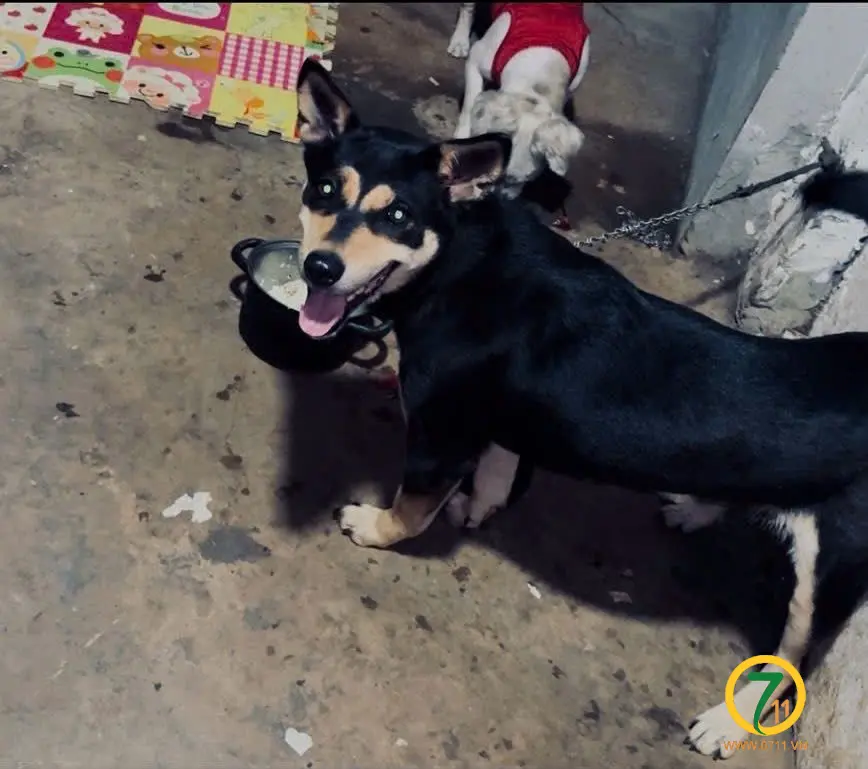 🆘 TÌM CHUỘC BÉ CHÓ ĐI LẠC Ở TÂY HỒ - HÀ NỘI