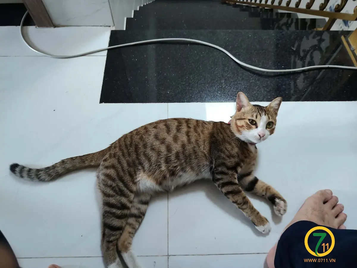 🆘 TÌM CHUỘC BÉ MÈO ĐI LẠC Ở TPHCM