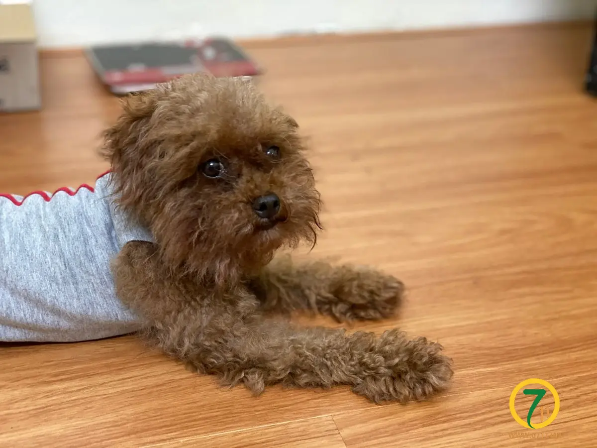 🆘🆘 TÌM CHUỘC BÉ CHÓ đi lạc ở Hà Nội