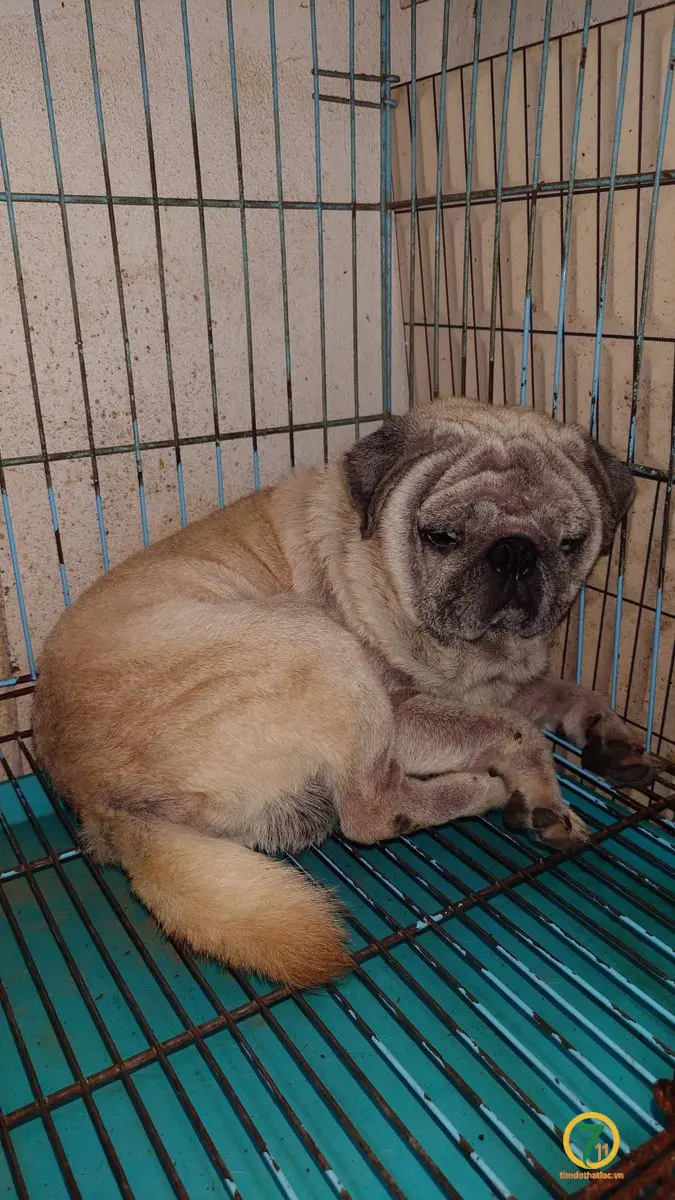 ‼️ Hà Nội: Tìm chuộc bé pug lạc tại khu vực Ba Đình