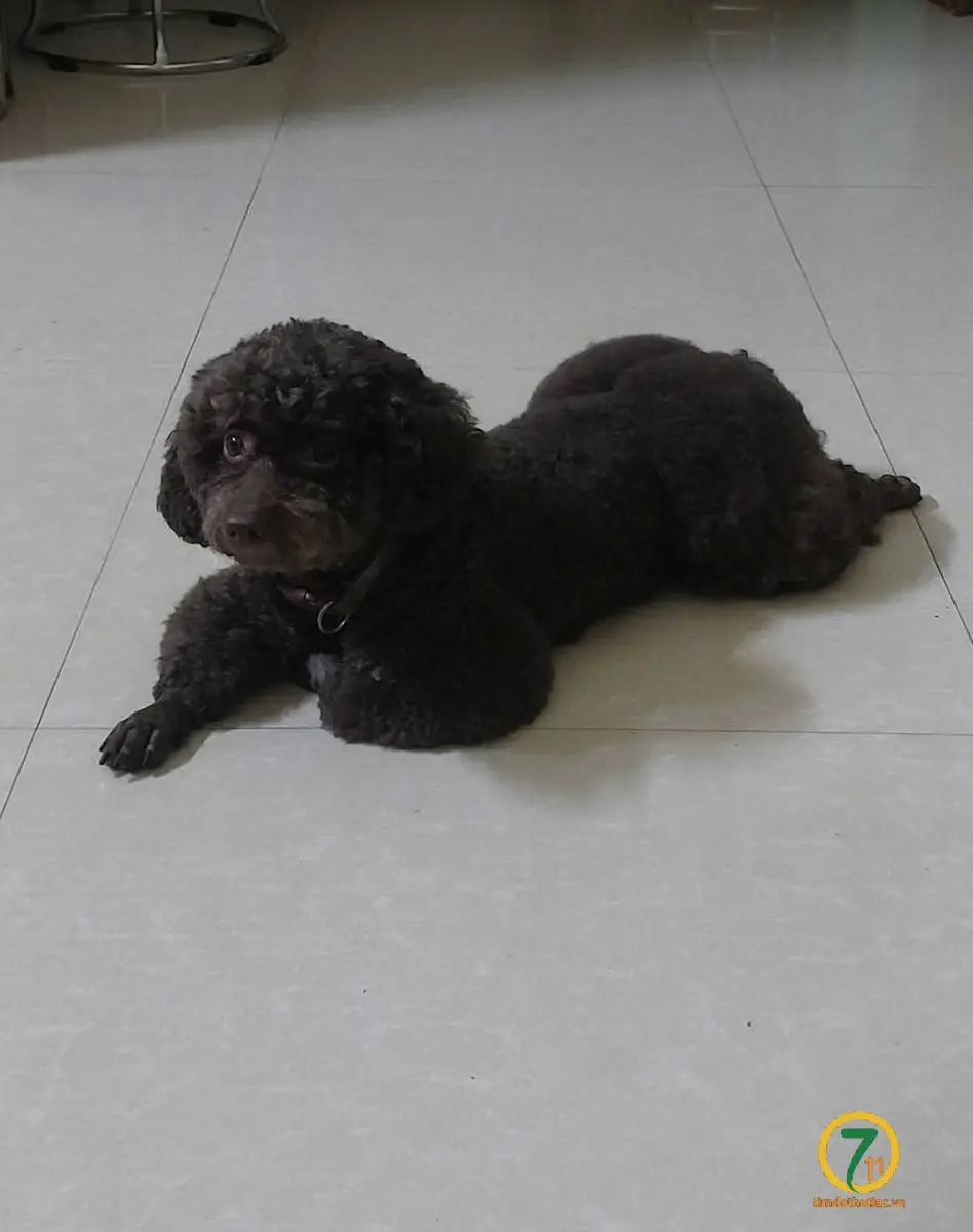 ‼️ Hải Phòng: Tìm chuộc bé poodle lạc tại khu vực đường An Đà
