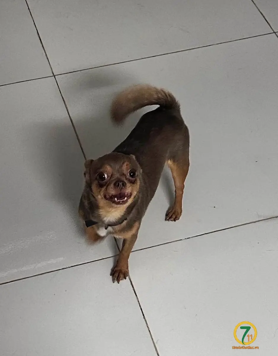 🆘 TÌM CHUỘC bé cún đi lạc ở Phú Nhuận - TPHCM