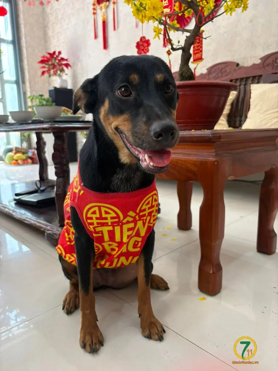 🆘 Tìm chuộc bé cún ( Bư ) đi lạc ở TpHCM
