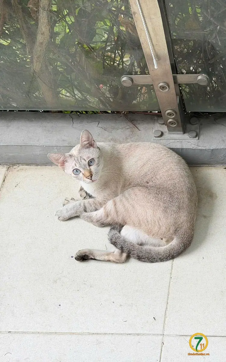 ‼️ Hồ Chí Minh: Tìm chuộc bé mèo lạc tại khu vực xã Bình Hưng