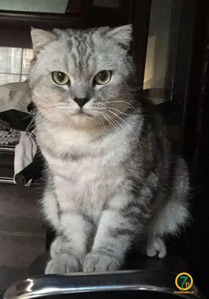 🆘 TÌM CHUỘC BÉ MÈO ĐI LẠC Ở BÌNH DƯƠNG CŨ