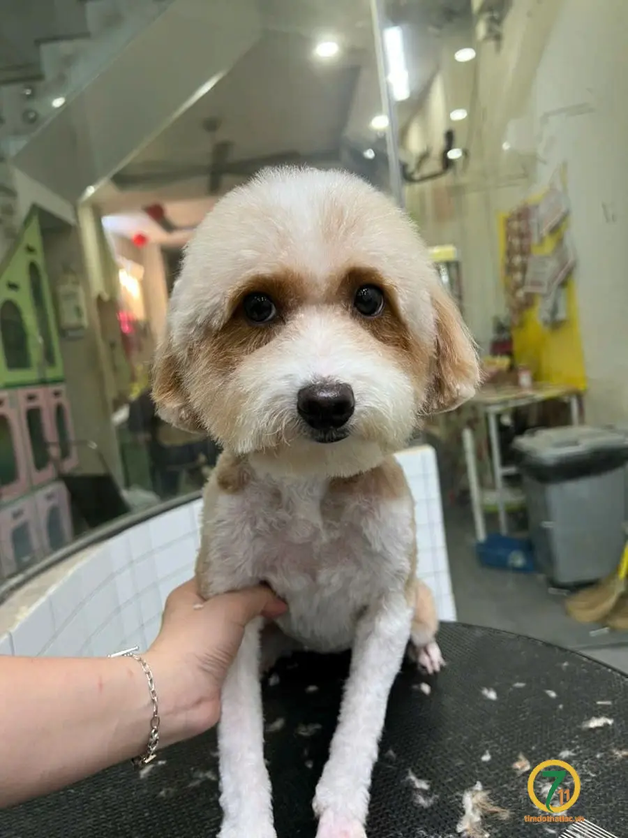 Tìm chuộc chú chó poodle thất lạc ở Hồ Chí Minh