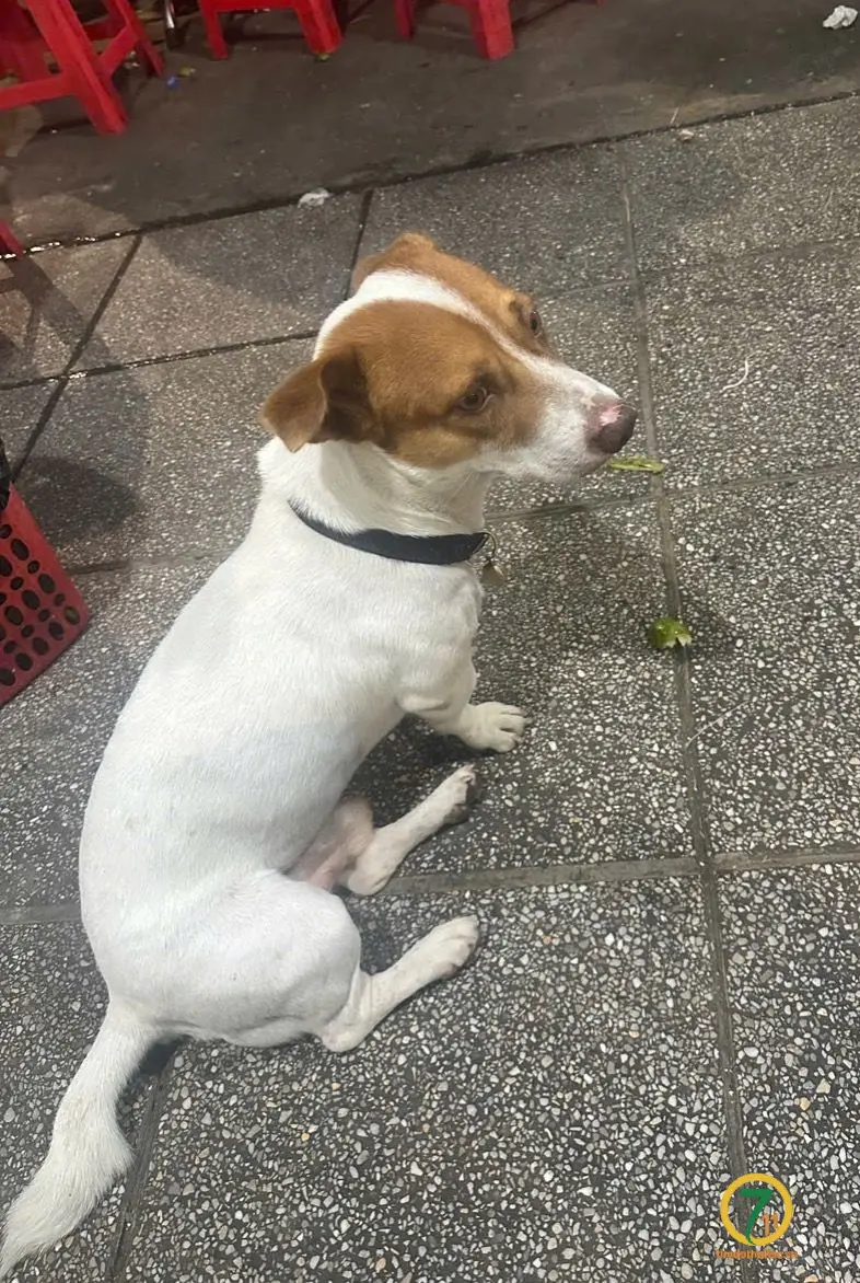 🆘 TÌM CHUỘC bé cún ( Bông ) đi lạc ở Bình Dương