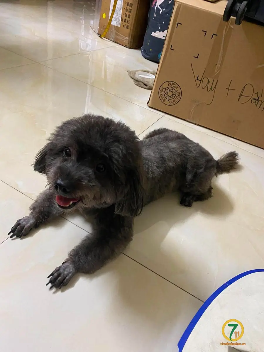 🆘 Tìm chuộc bé cún đi lạc ở Thủ Đức, TpHCM