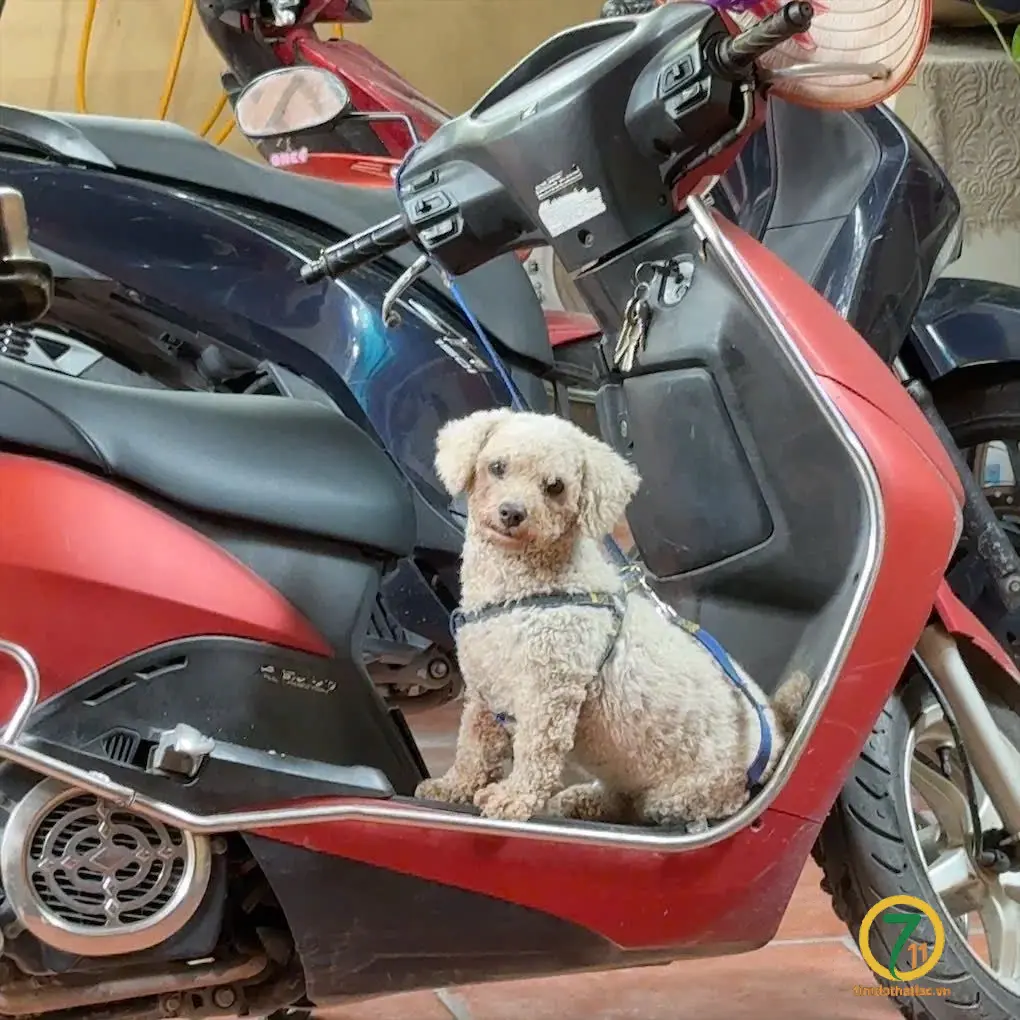 ‼️ Hà Nội: Tìm chuộc bé poodle lạc tại khu vực ngã ba Ba La - Hà đông