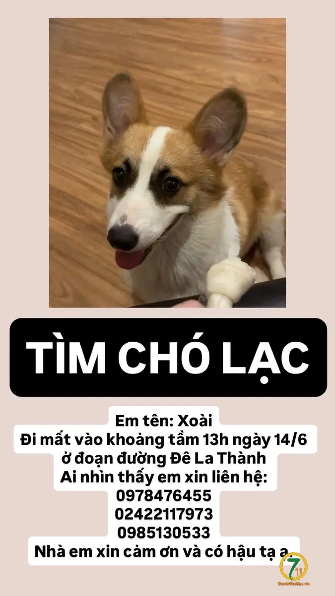 ‼️ Hà Nội: Tìm chuộc bé corgi lạc tại khu vực Ô Chợ Dừa