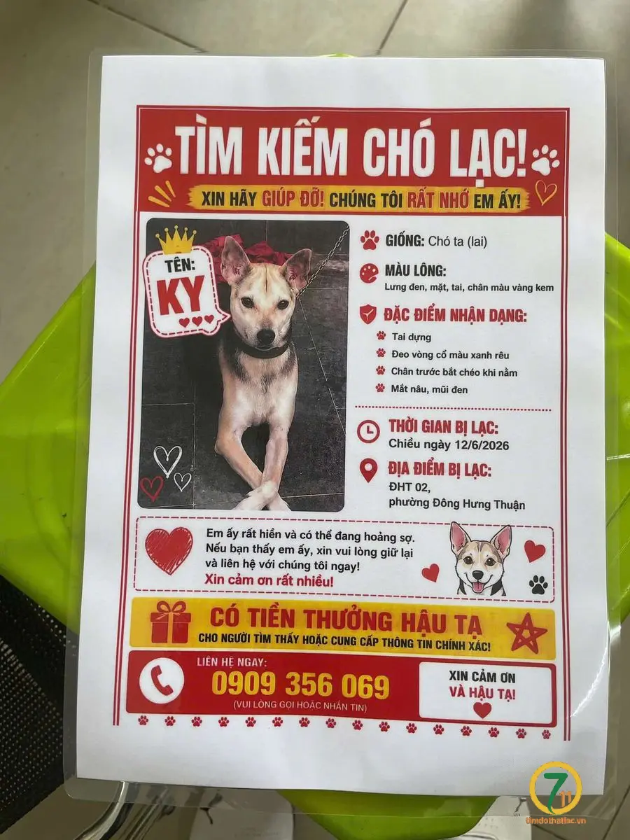 Tìm chuộc bạn chó ta thất lạc ở Hồ Chí Minh