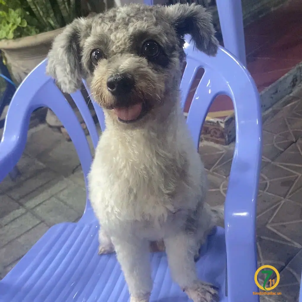 ‼️ Cần Thơ: Tìm chuộc bé poodle lai lạc tại khu vực Bình Thuỷ