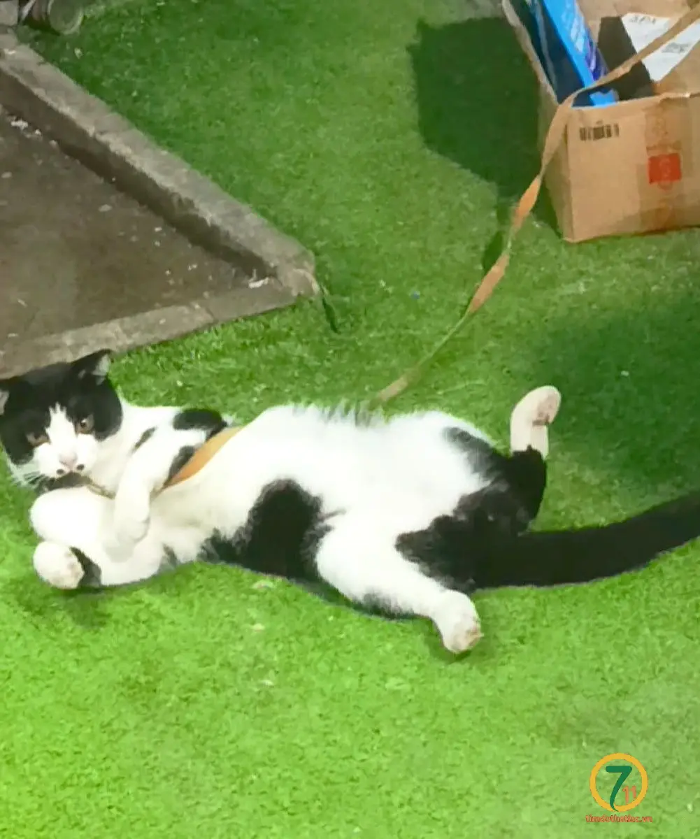 Tìm chuộc bé mèo Tuxedo thất lạc ở Hồ Chí Minh