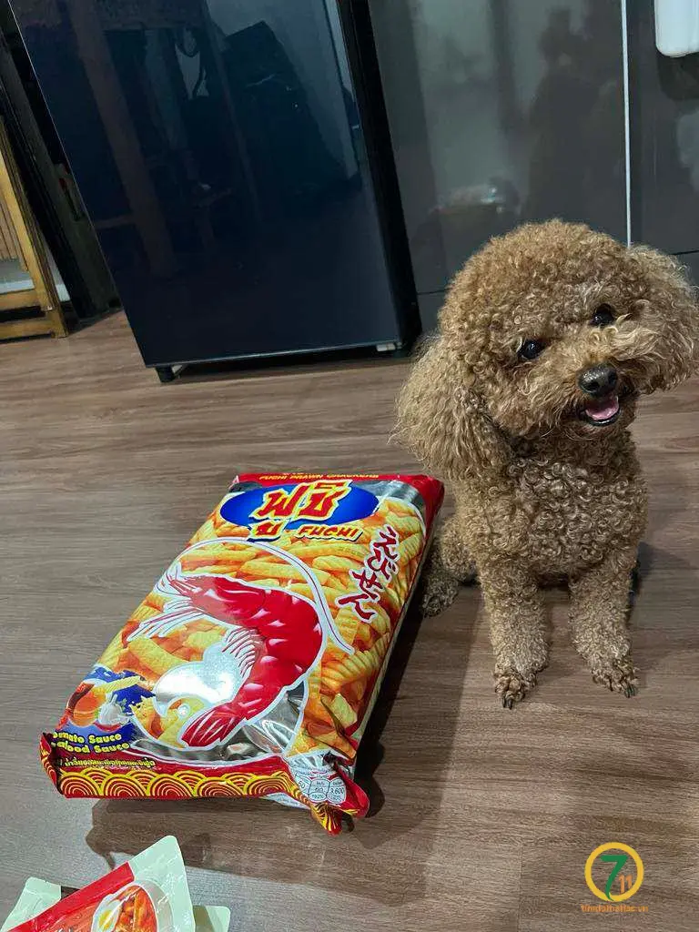 🆘 TÌM CHUỘC BÉ CÚN ĐI LẠC Ở TPHCM