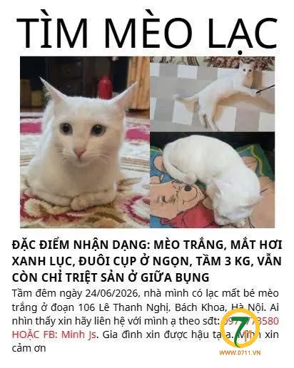 🆘 TÌM CHUỘC BÉ MÈO ( MAO ) đi lạc ở Lê Thanh Nghị / Hà Nội