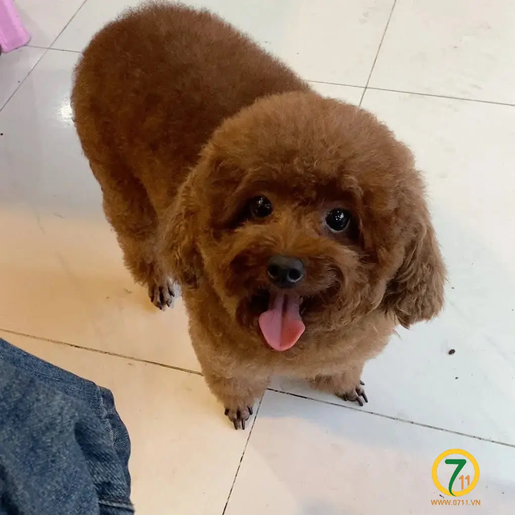 Tìm chuộc bé poodle thất lạc ở Hồ Chí Minh