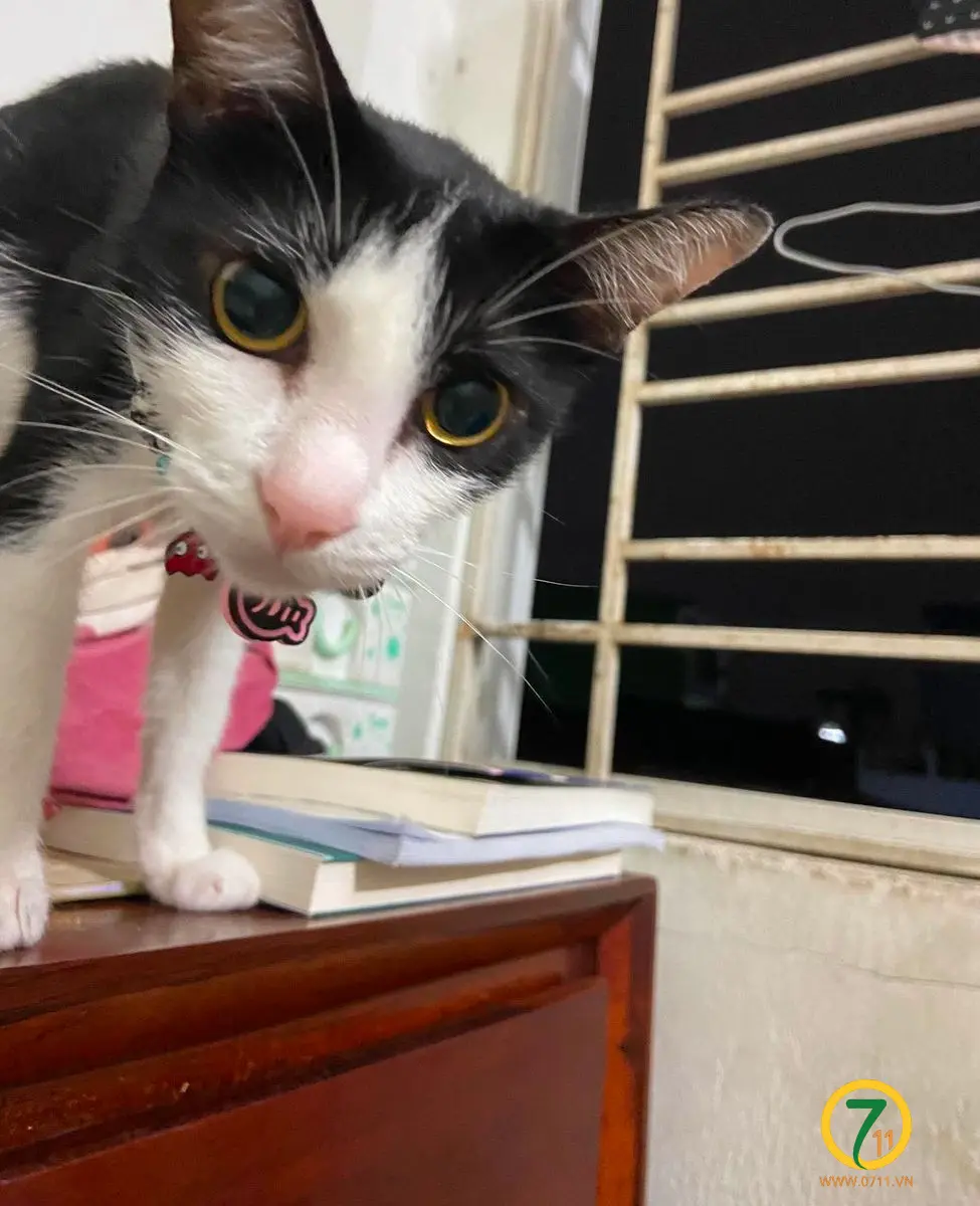 ‼️ Hồ Chí Minh: Tìm chuộc bé mèo ta lạc tại khu vực Quận 6
