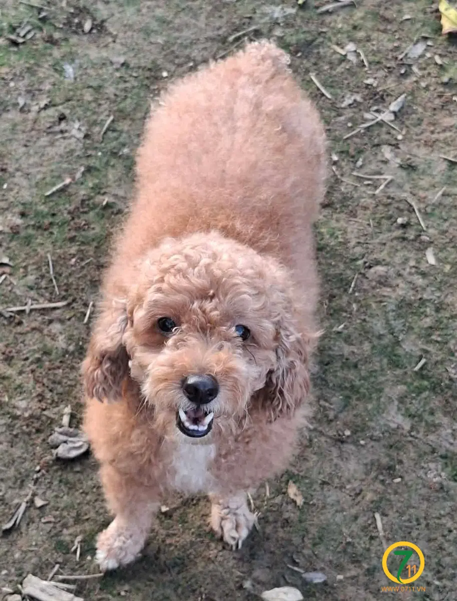 ‼️ Hồ Chí Minh: Tìm chuộc bé poodle lạc tại khu vực Cát Lái
