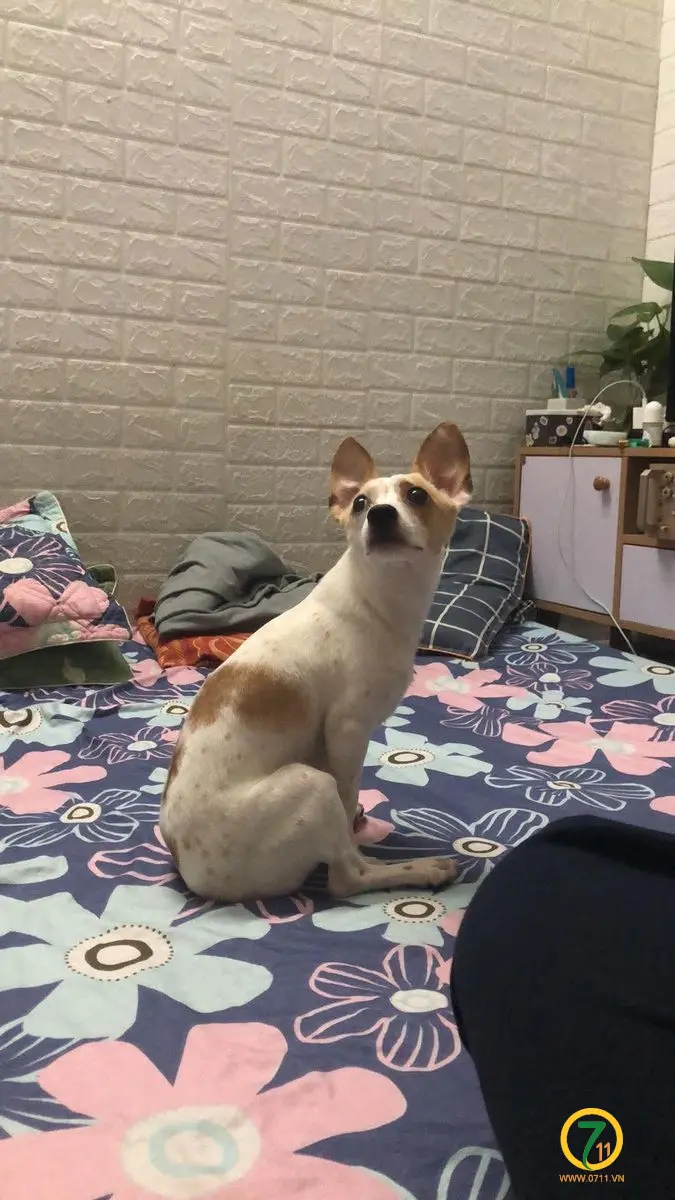 ‼️ Hà Nội: Tìm chuộc bé phốc lai lạc tại khu vực Bạch Mai