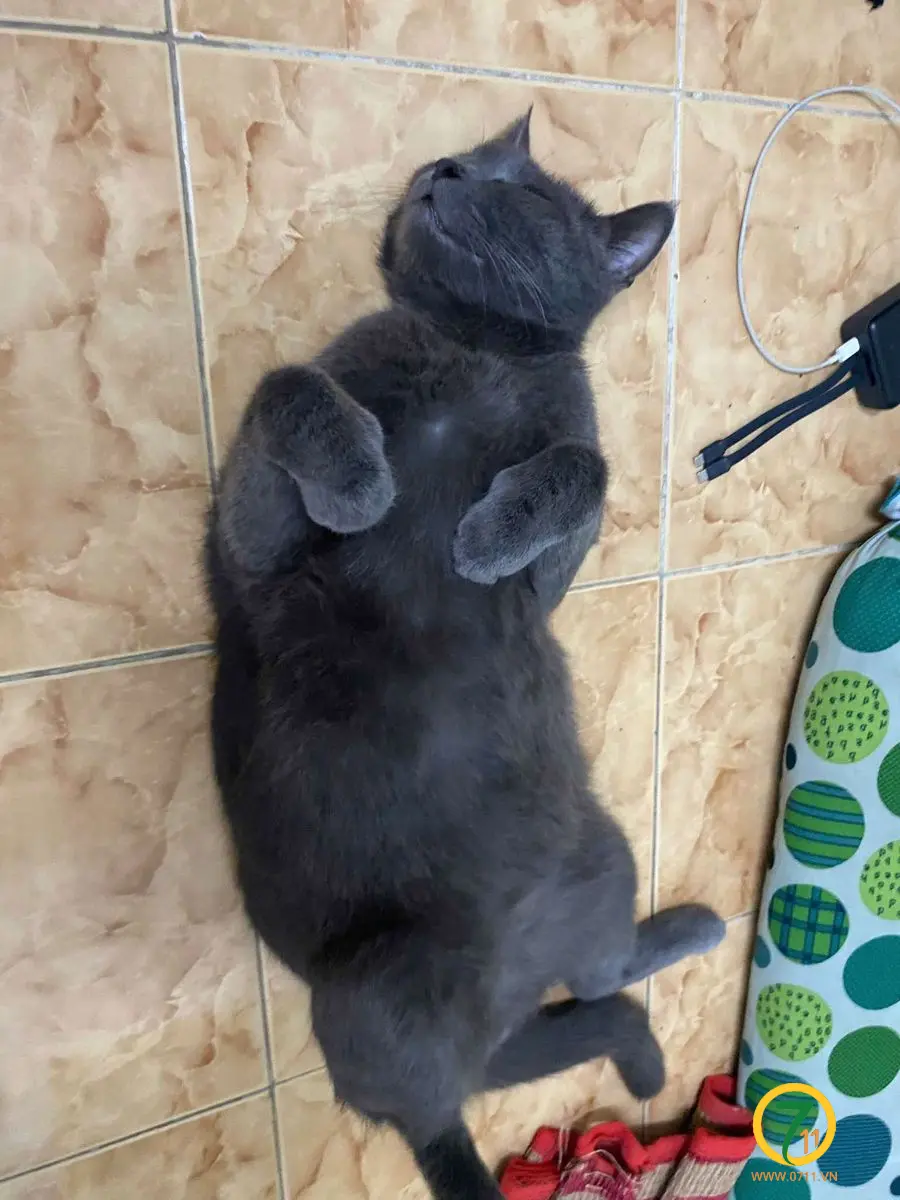 🆘 TÌM CHUỘC BÉ MÈO ( Tom ) ĐI LẠC Ở TPHCM