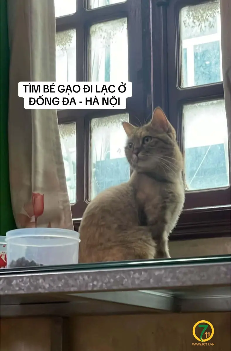 🆘 TÌM CHUỘC bé mèo ( Gạo ) đi lạc ở Đống Đa , Hà Nội