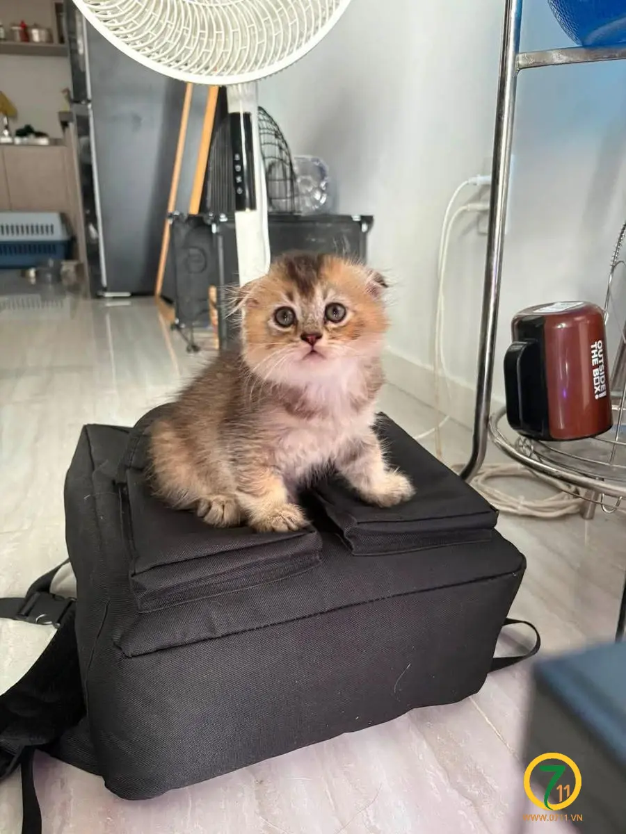 Tìm chuộc bé mèo thất lạc ở Bình Dương