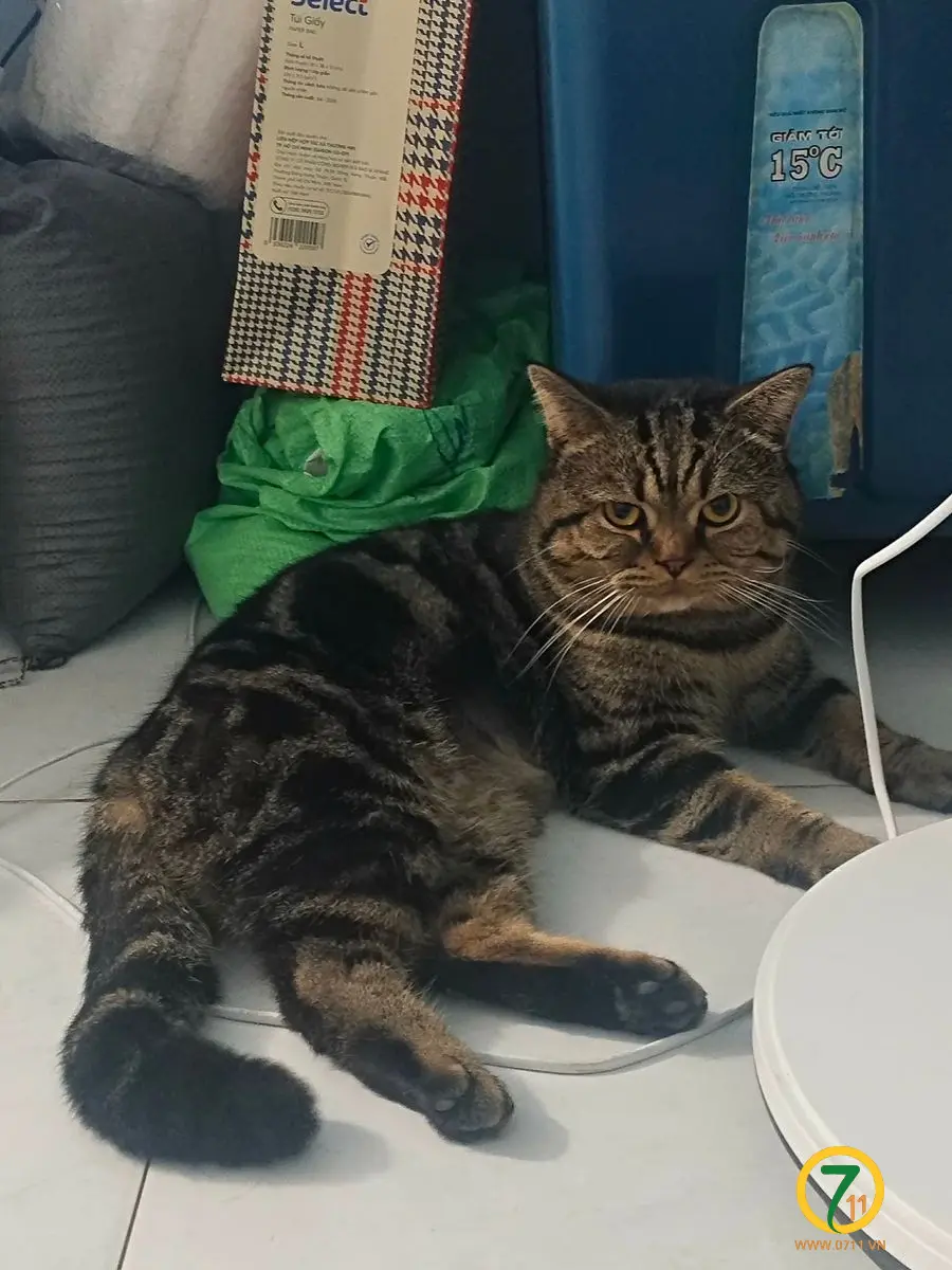 🆘 TÌM CHUỘC BÉ MÈO ĐI LẠC Ở TPHCM