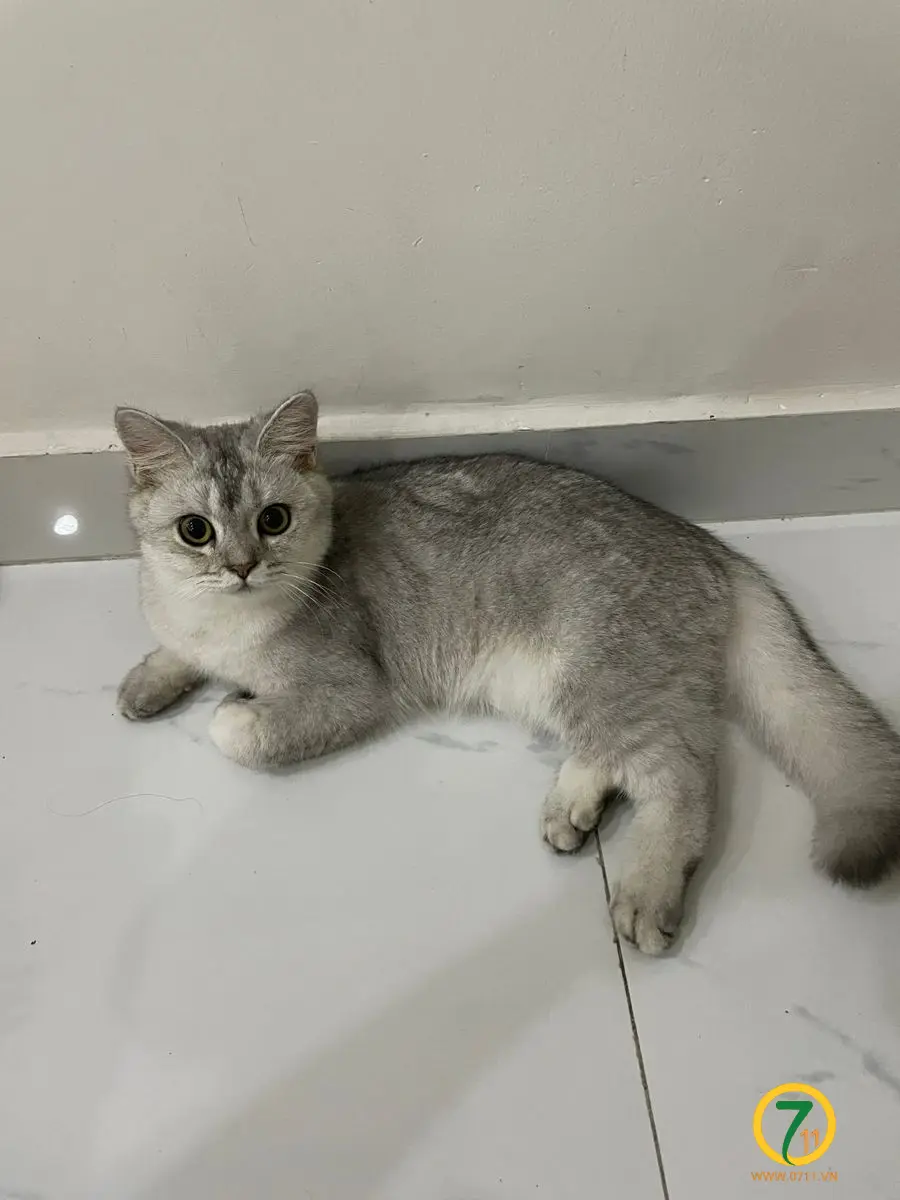 🆘 TÌM CHUỘC BÉ MÈO ĐI LẠC Ở TPHCM