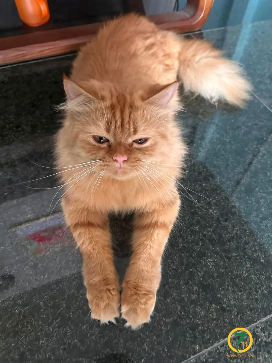 🆘 TÌM CHUỘC BÉ MÈO ĐI LẠC Ở TPHCM