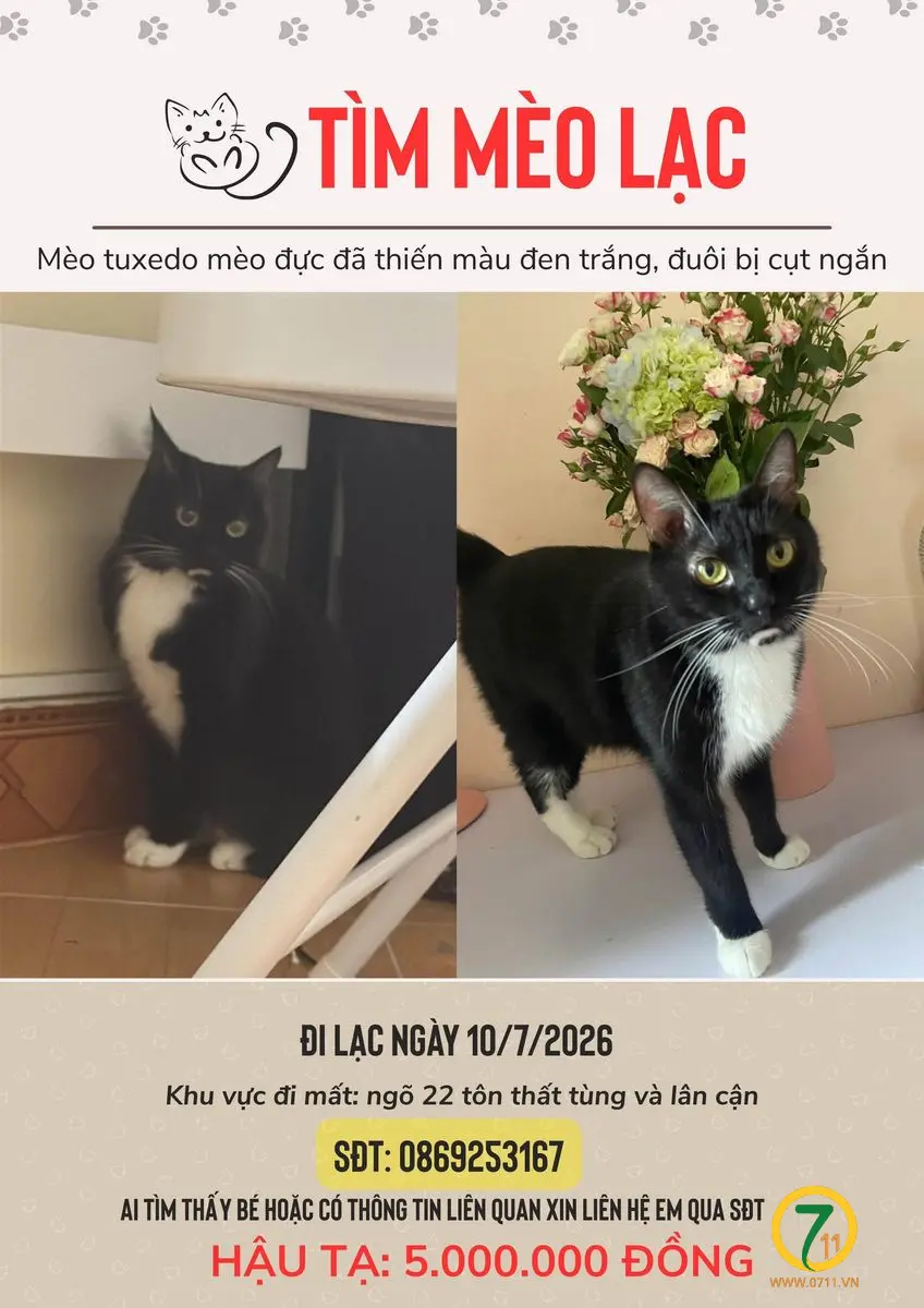 Tìm chuộc bé mèo giống Tuxedo thất lạc ở Hà Nội
