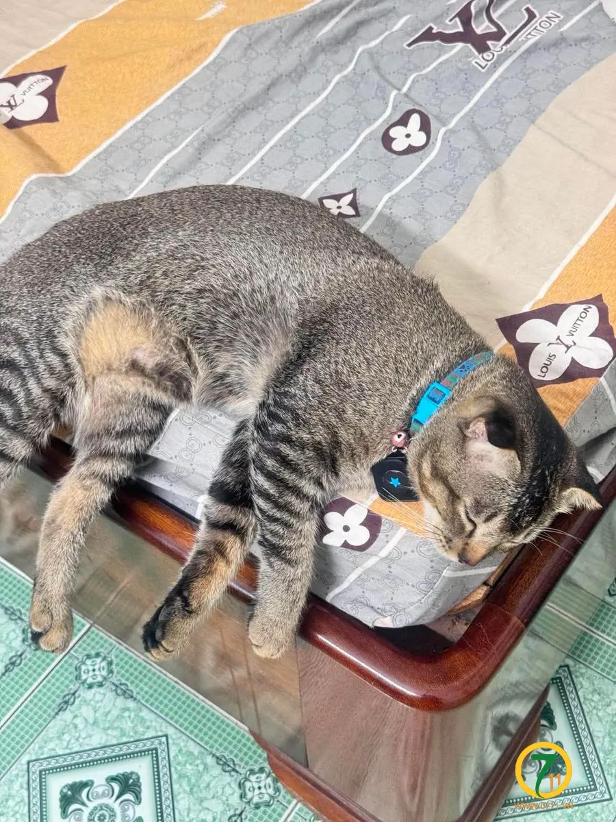 ‼️ Đồng Nai: Tìm chuộc bé mèo mướp lạc tại khu vực gần cầu Nhơn Trạch
