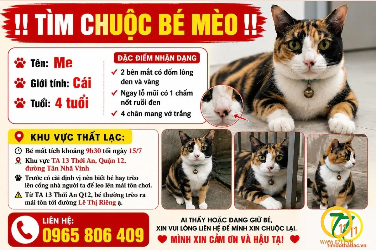 Tìm chuộc bé mèo thất lạc ở Hồ Chí Minh