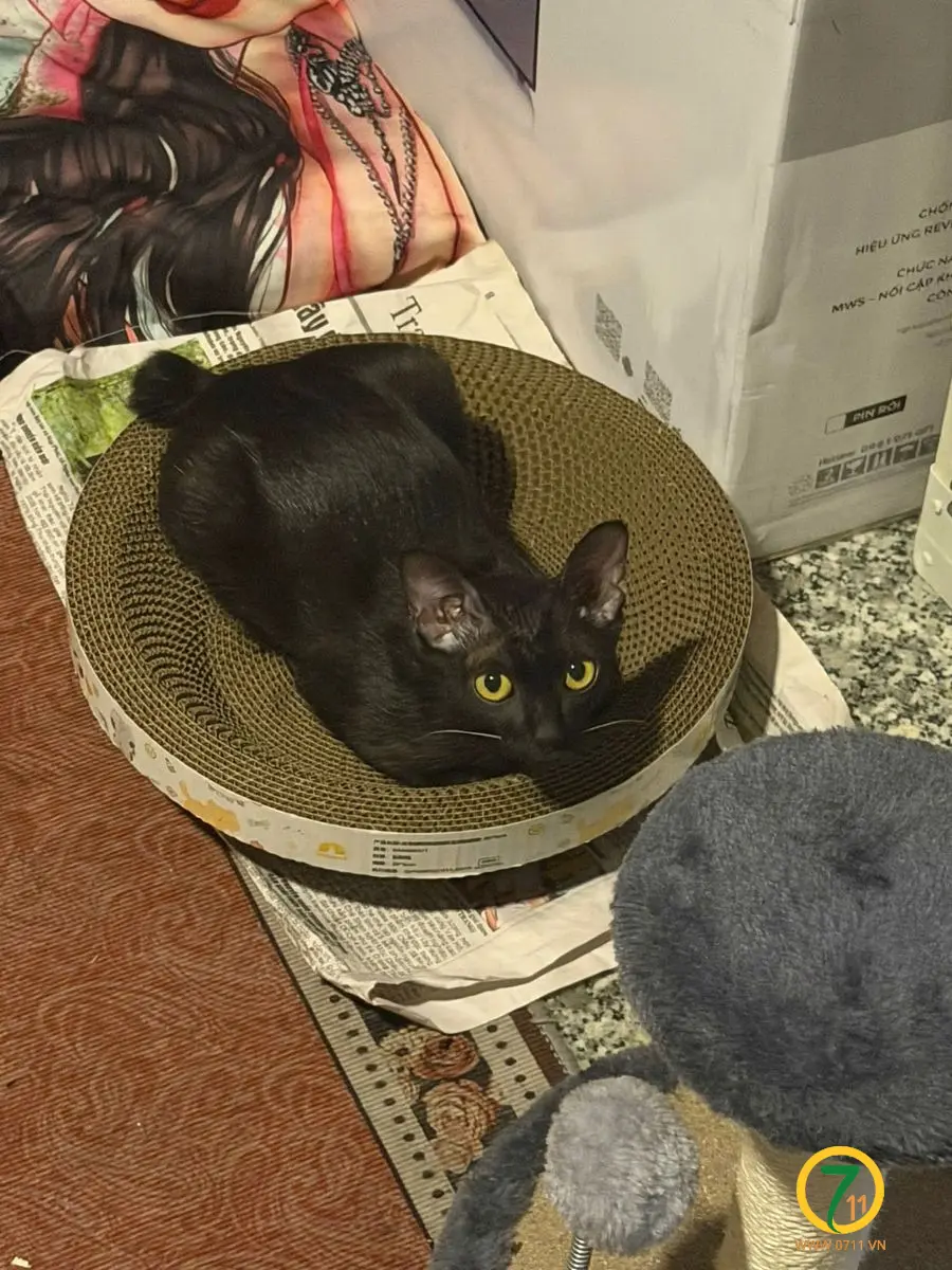 🆘 Tìm chuộc bé mèo đi lạc ở TpHCM