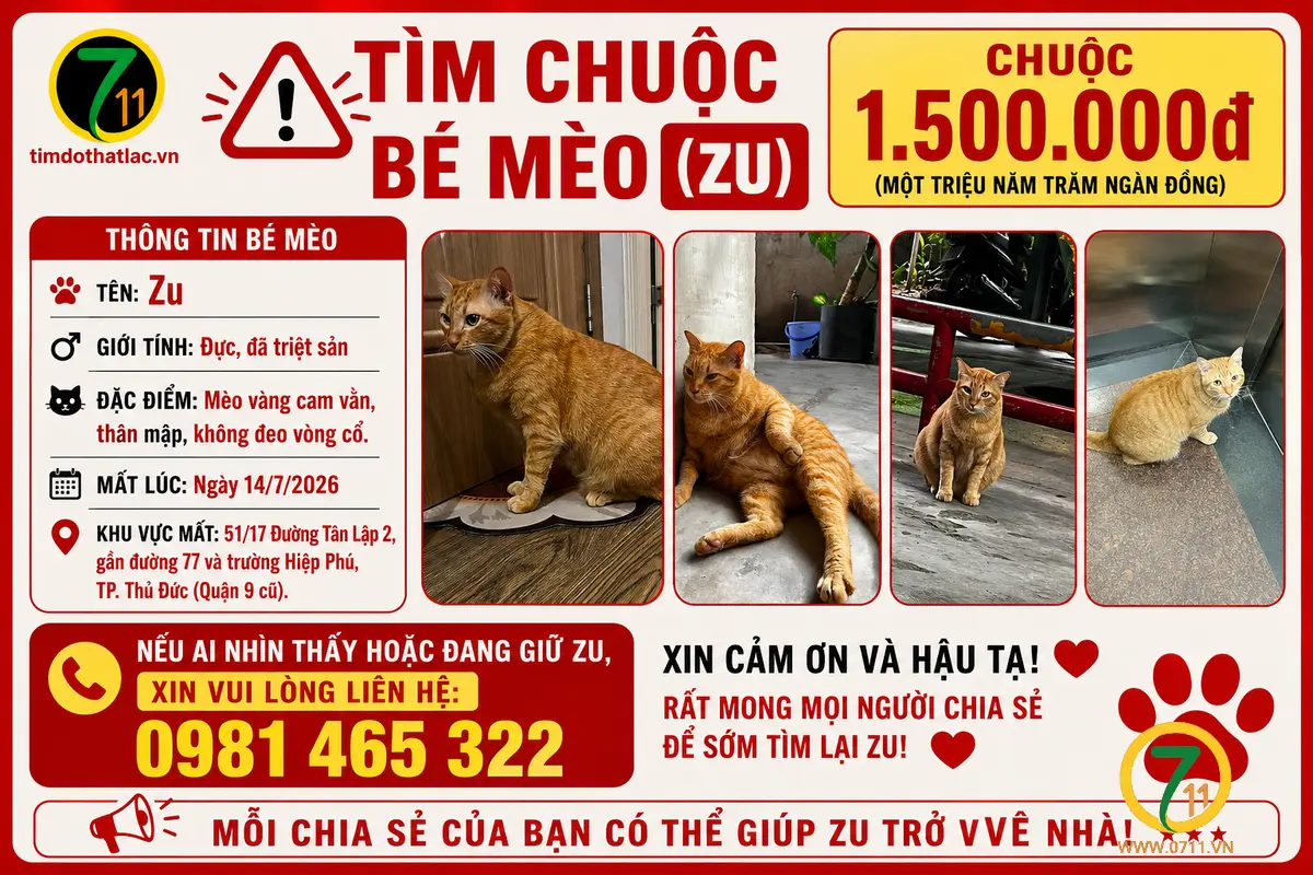 🆘 TÌM CHUỘC BÉ MÈO ( Zu ) đi lạc ở Q9 cũ, tpHCM