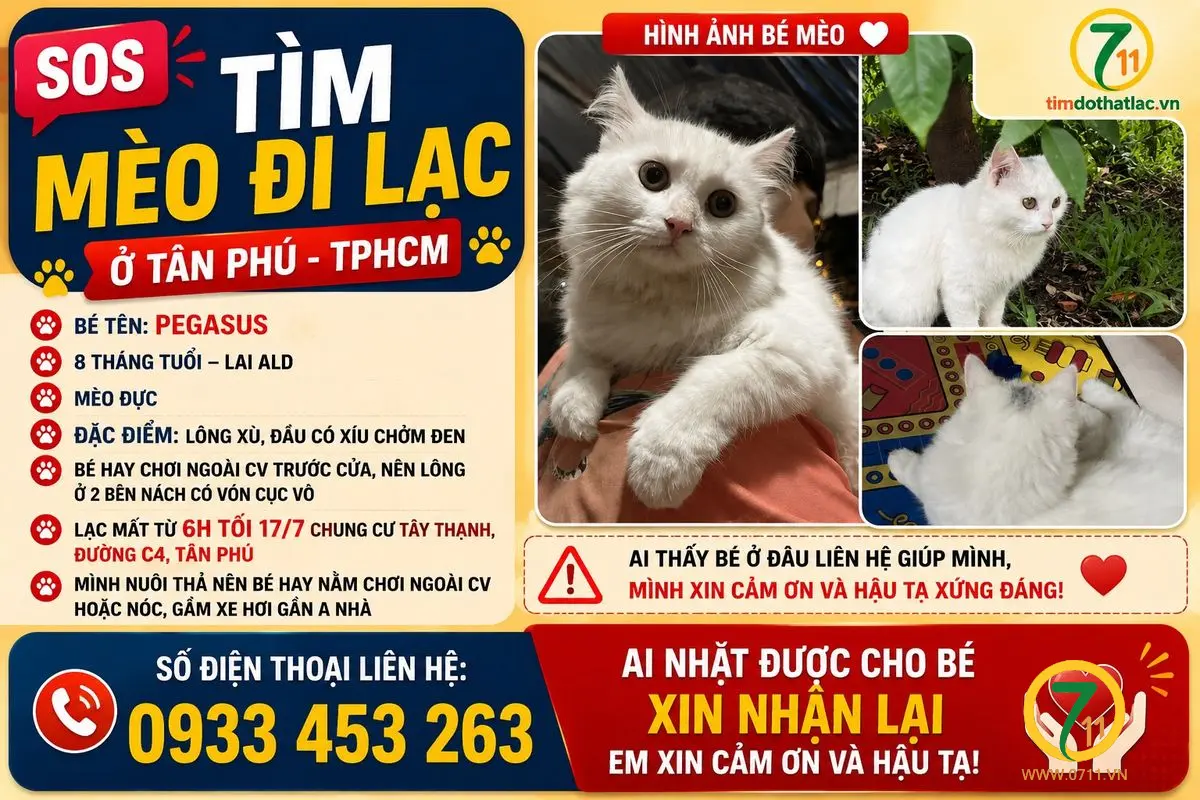 🆘TÌM CHUỘC BÉ MÈO ĐI LẠC Ở TÂN PHÚ - TPHCM