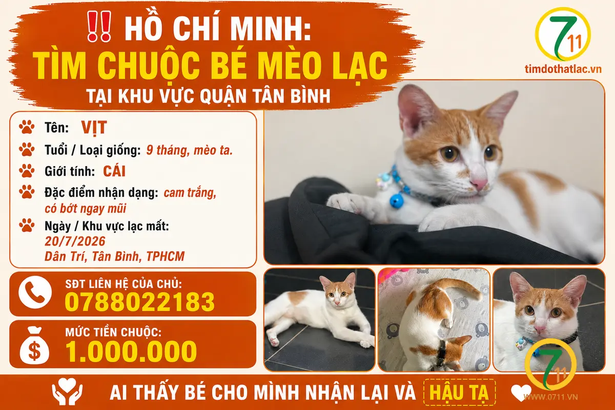 ‼️ Hồ Chí Minh: Tìm chuộc bé mèo lạc tại khu vực quận Tân Bình
