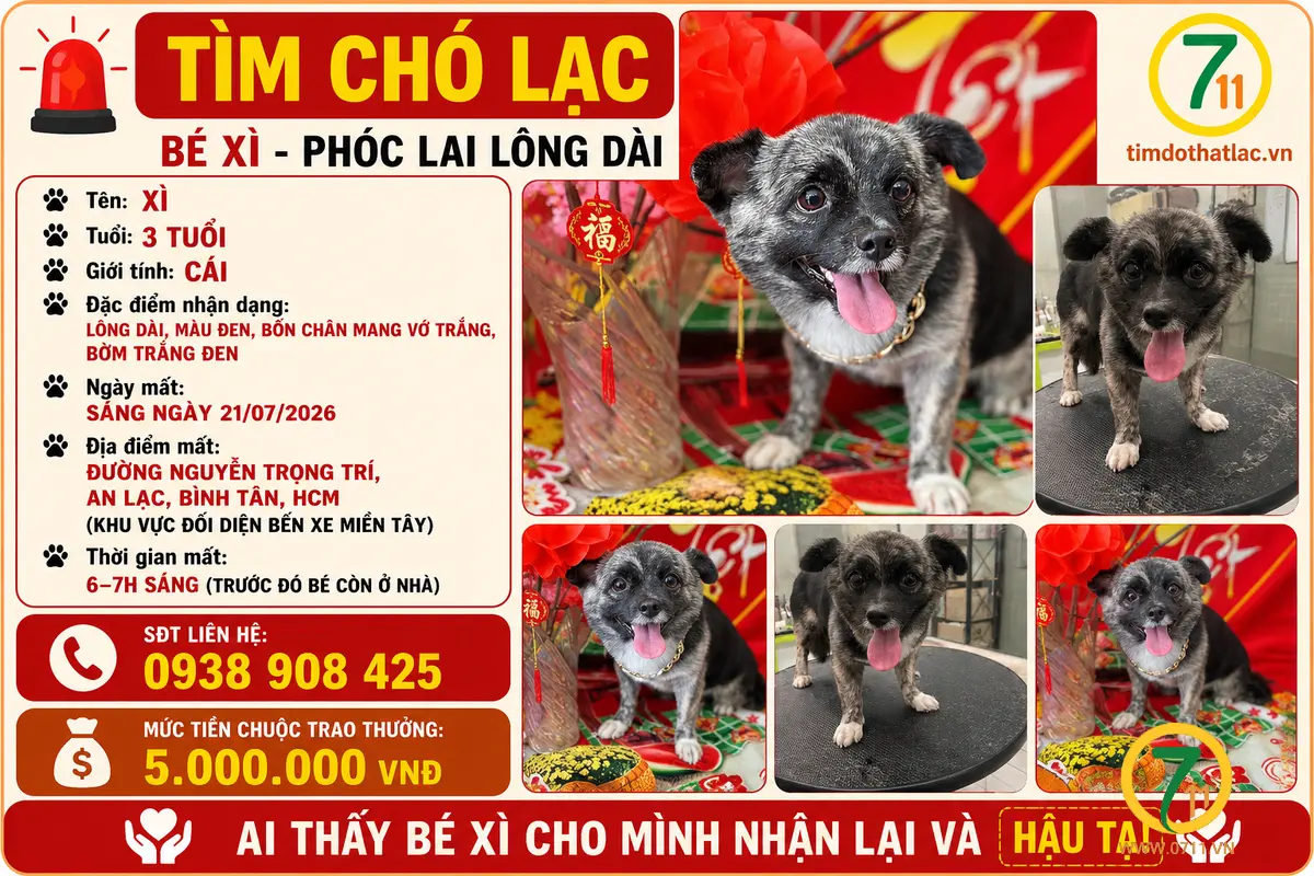 🐾 tìm bé chó phóc lai lông dài lạc tại TP HCM