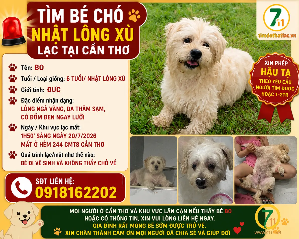 🐾 tìm bé chó Nhật lông xù lạc tại Cần Thơ