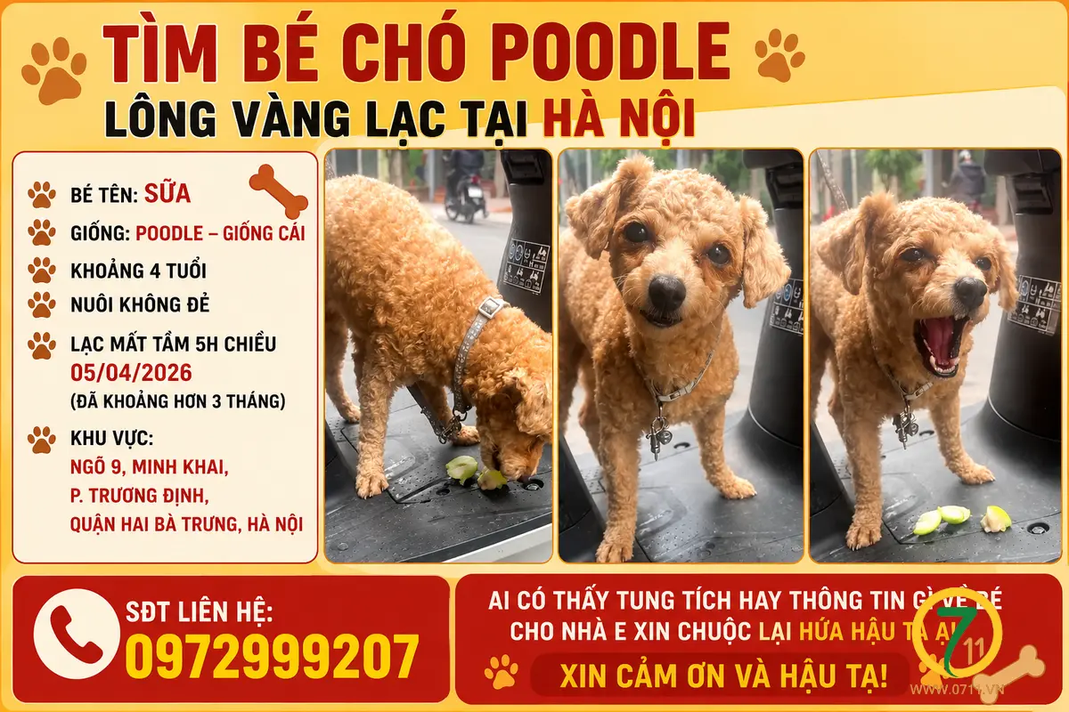 🐾 tìm bé chó Poodle lông vàng lạc tại Hà Nội