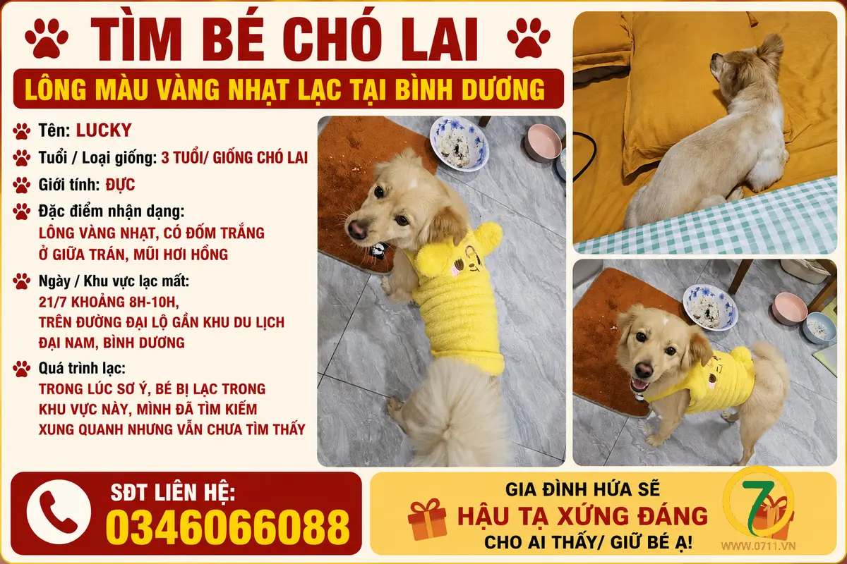 🐾 tìm bé chó lai lông vàng nhạt lạc tại Bình Dương