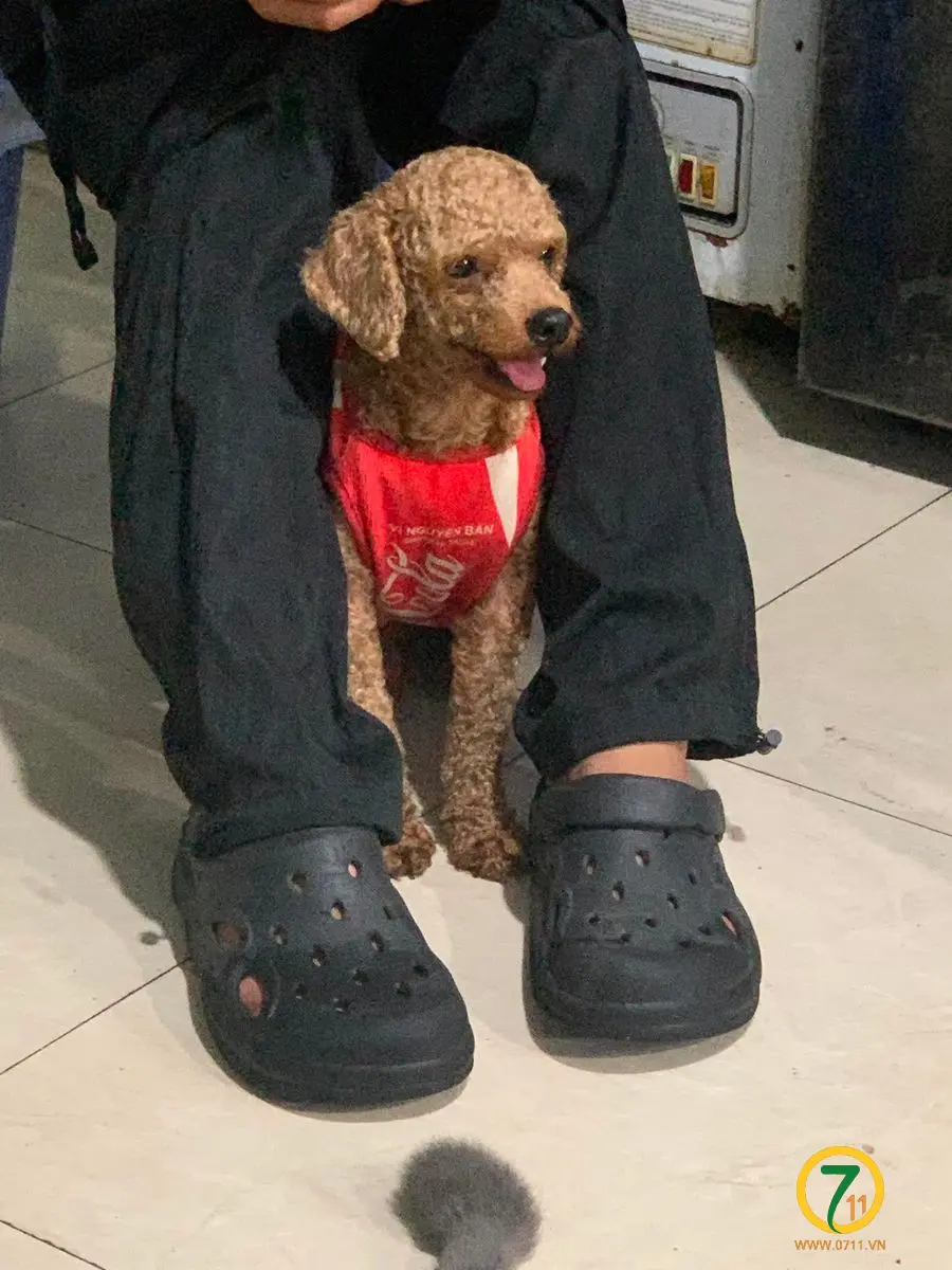 Tìm chuộc bé poodle thất lạc ở Hồ Chí Minh