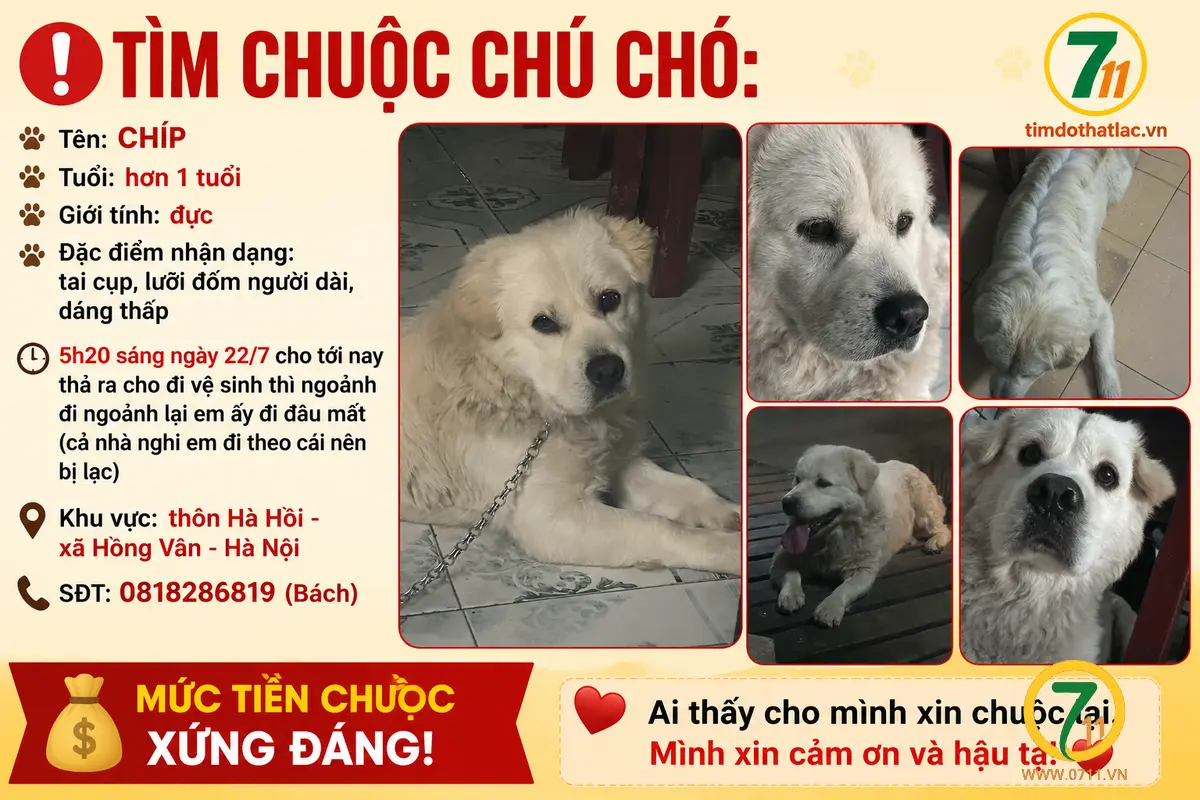 Tìm chuộc chú chó thất lạc ở Hà Nội