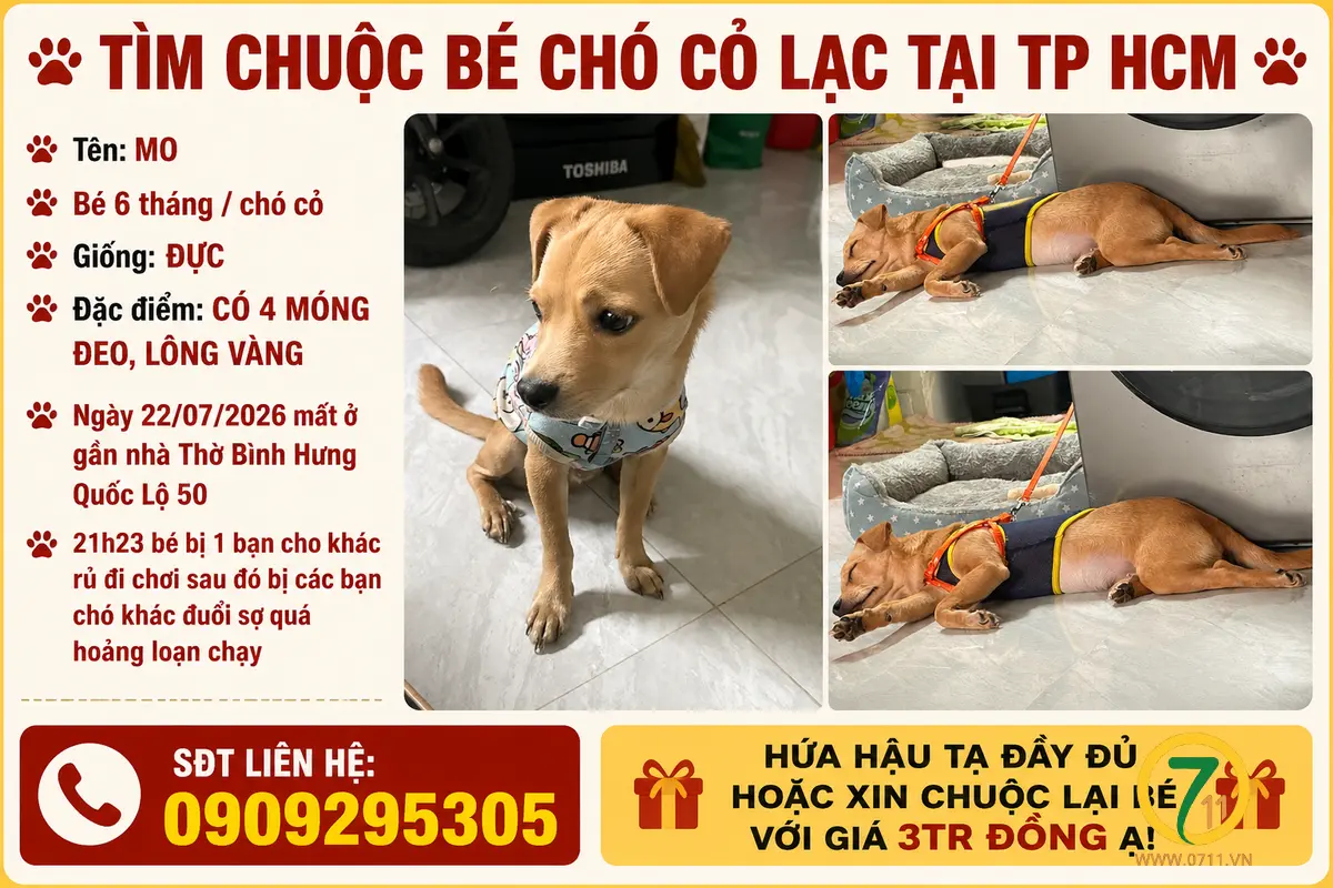 🐾 tìm chuộc bé chó cỏ lạc tại TP HCM