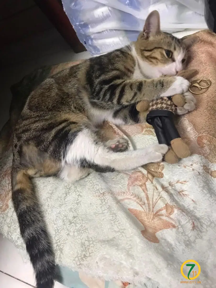 🐾 tìm chuộc bé mèo mướp như hình lạc tại TP HCM