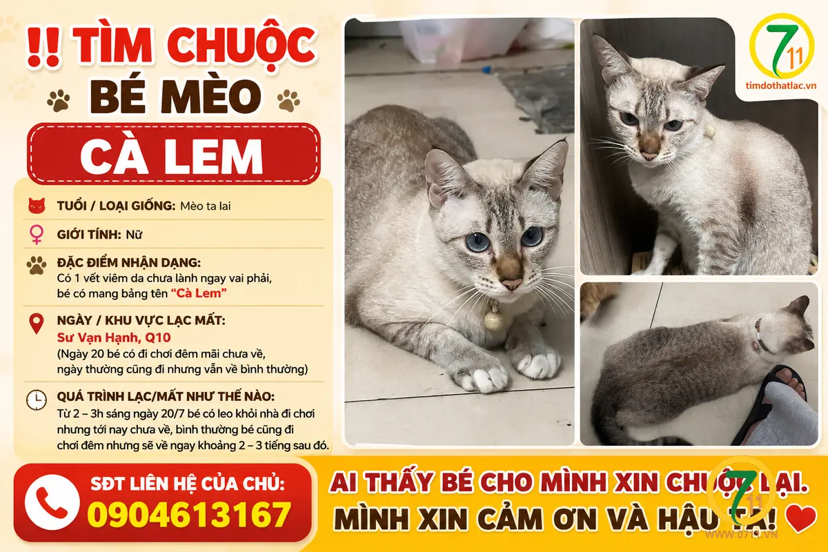 Tìm chuộc bé mèo thất lạc ở Hồ Chí Minh