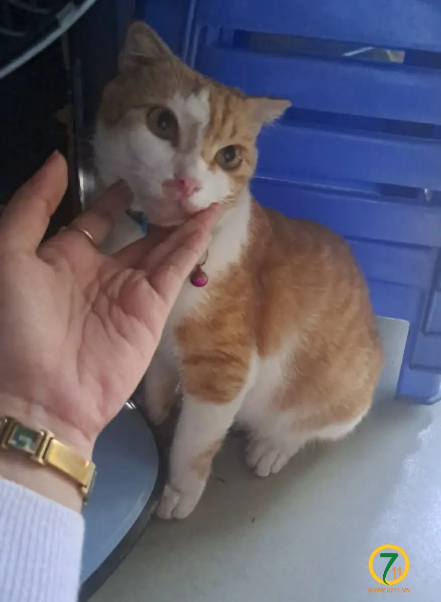 🐾 tìm bé mèo cam lạc tại TP HCM
