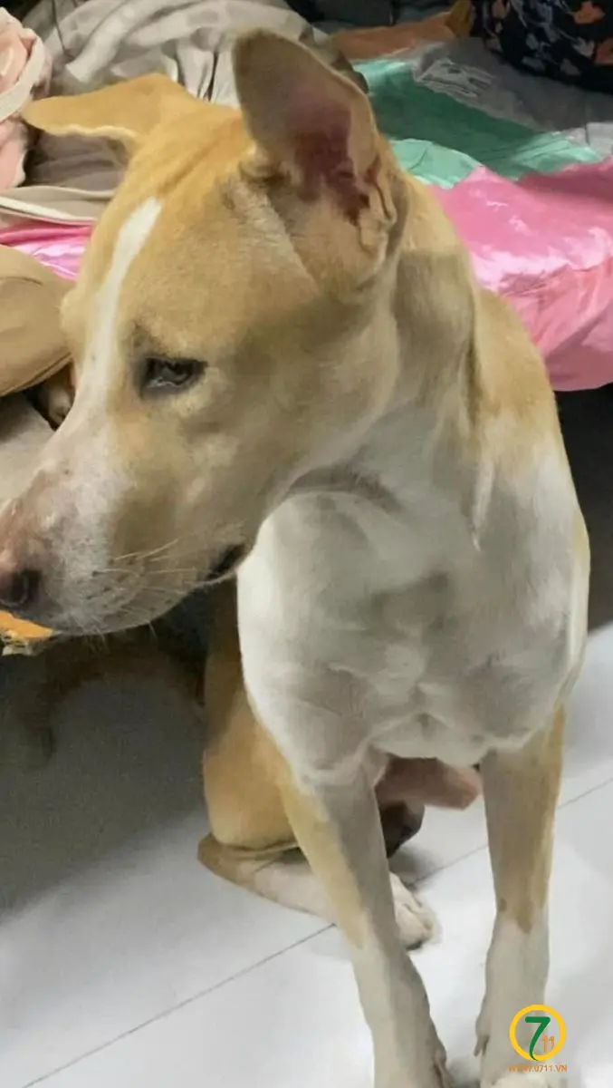 🐾 tìm chuộc chú chó cỏ lông vàng lạc tại TP HCM