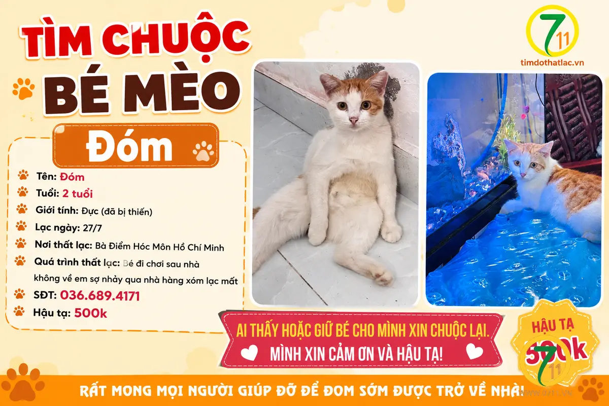 Tìm chuộc bé mèo thất lạc ở Hồ Chí Minh