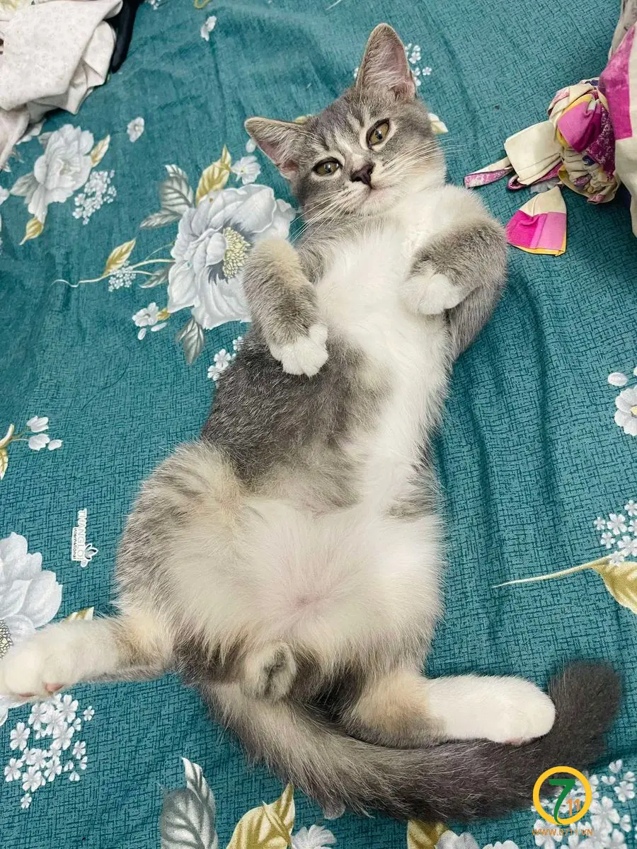 Tìm chuộc bé mèo thất lạc ở Tây Ninh